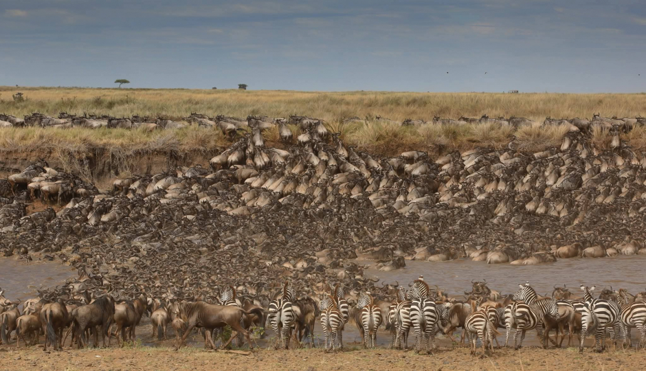 Slides Images for Witness The Great Migration-northern Serengeti