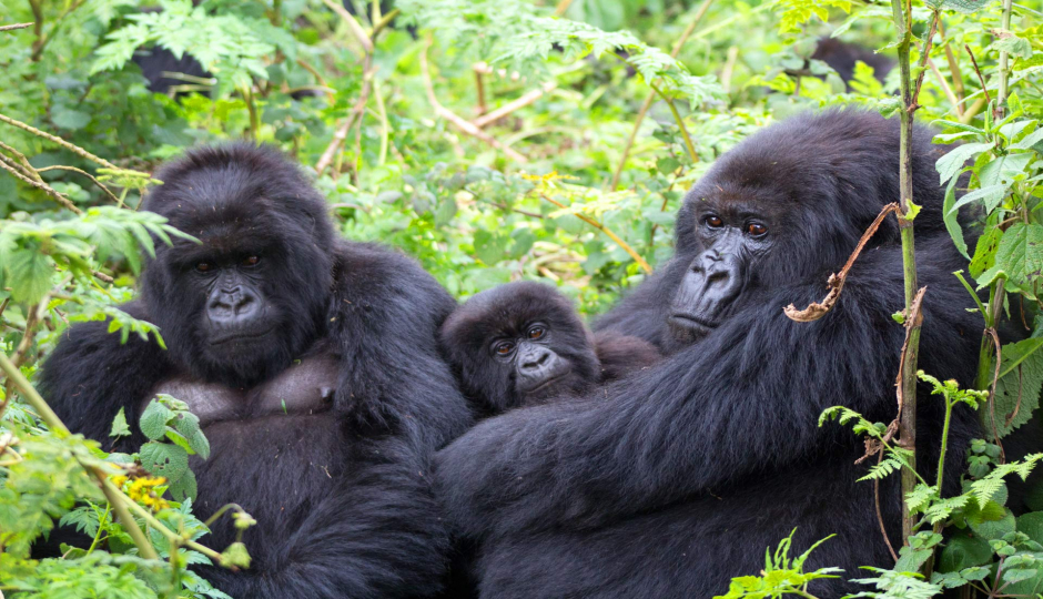 Slides Images for Amazing Gorilla Trekking In Uganda