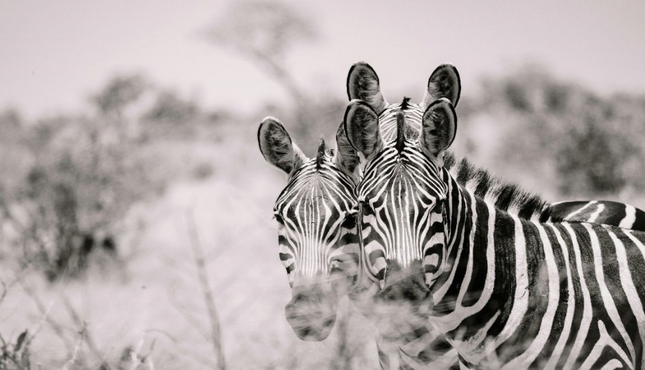 Slides Images for 3-Day Forever In The Wild – Luxury Anniversary Safari