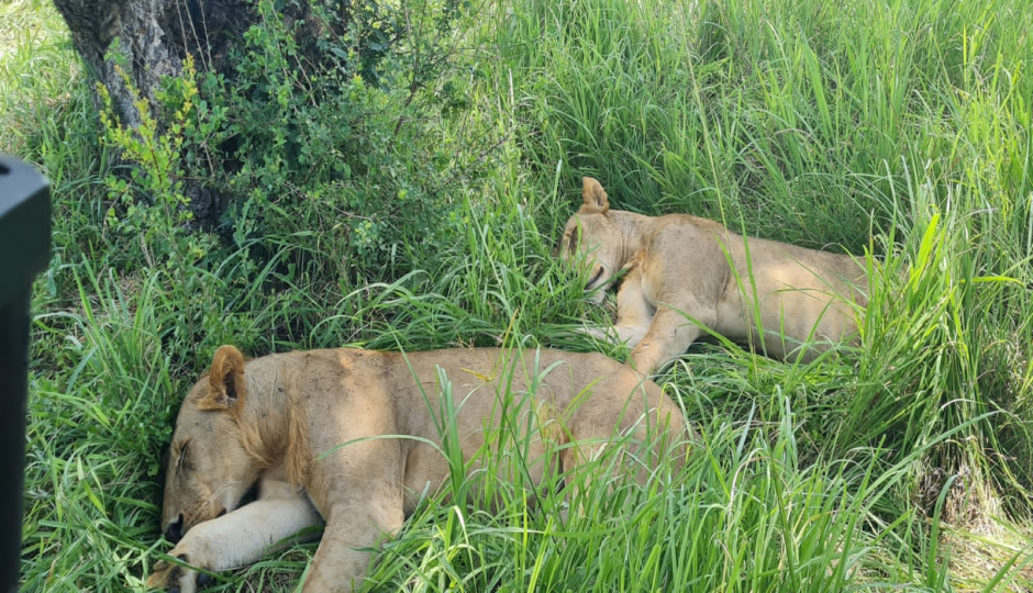 Tanzania Sharing Safaris