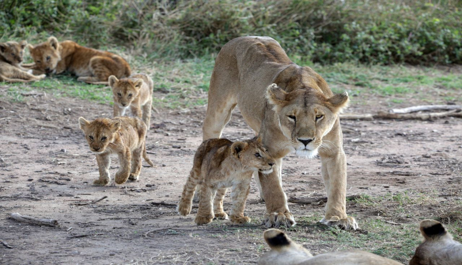 Slides Images for 5-Days Tanzania Mid-range Safari