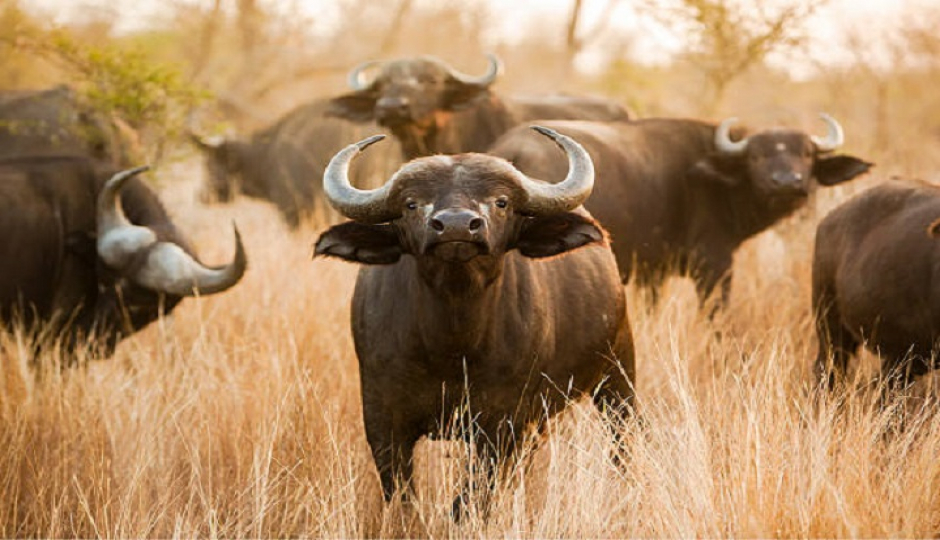 Slides Images for The Best 4-Day Big Five Safari To Tanzania