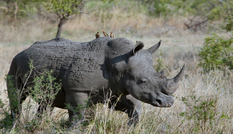 4 Days Tanzania Sharing Safari Tour Package 