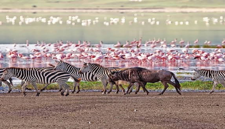 Slides Images for 8-Day Tanzania Amazing Luxury Safari