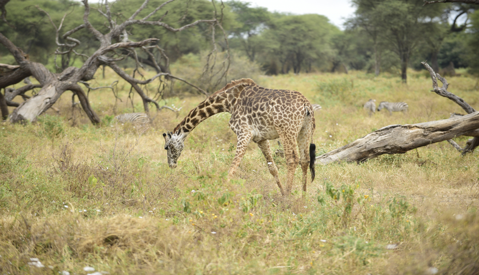 Luxury Tarangire, Ngorongoro & Manyara Tour