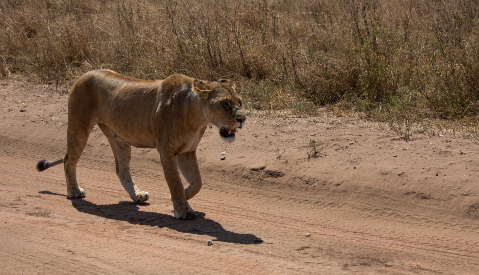 Slides Images for Ngorongoro Crater Day Trip