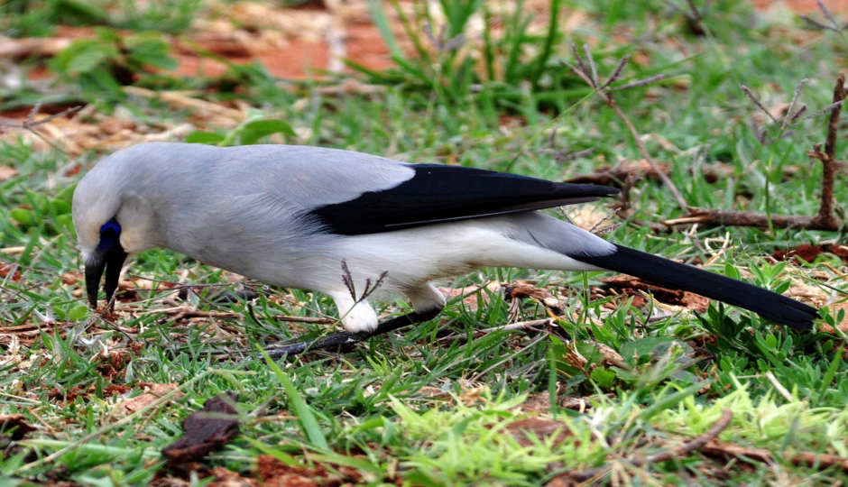 Slides Images for 11-Day Ethiopia Birdwatching Adventure & Photograph Tour