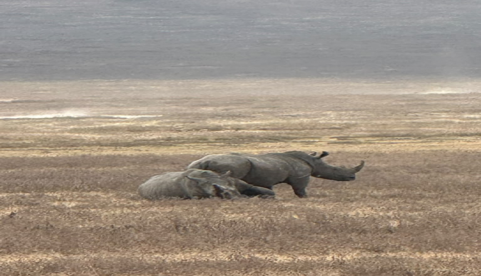 Ngorongoro Crater And Serengeti National Park Tour 