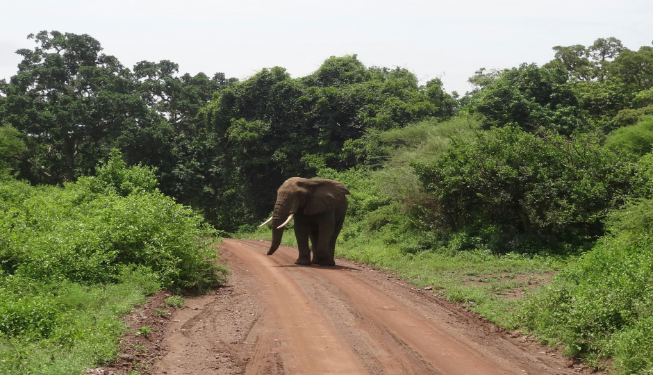 1 Day Private Safari In Tarangire