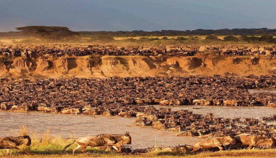 Witness The Great Migration-northern Serengeti