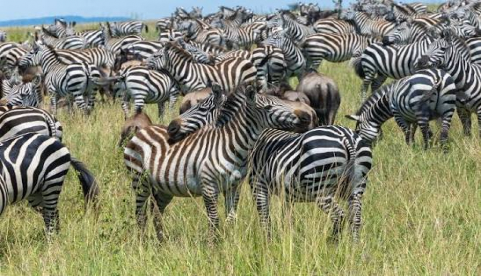 Slides Images for 2 Days Tanzania Safari