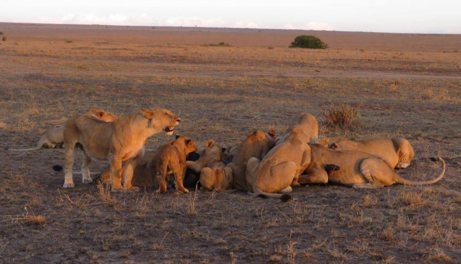 5 Day Tanzania Camping Safari