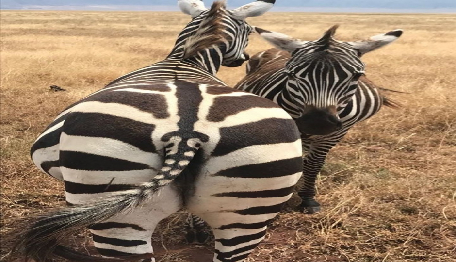 3 Day : Saadani National Park And Maasai Cultural Visit