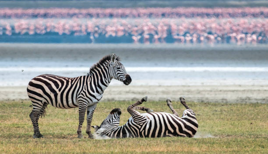 2-Day Tanzania Safari To Mikumi Nature