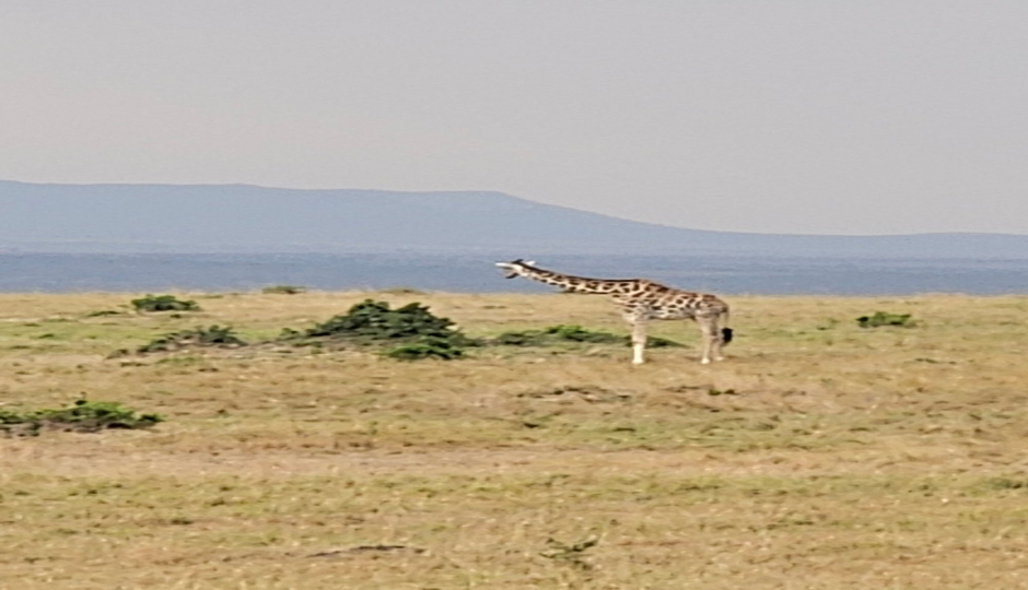 Slides Images for  3 Days Masai Mara Big Five Safari