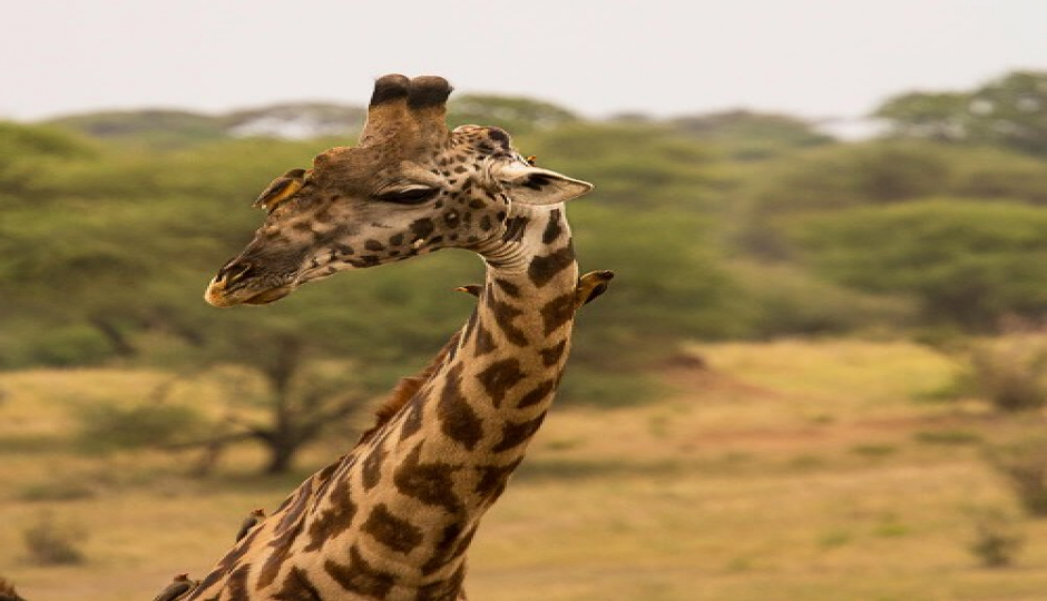 Slides Images for 4–day Tanzania Safari To Tarangire, Serengeti And Ngorongoro Wonders