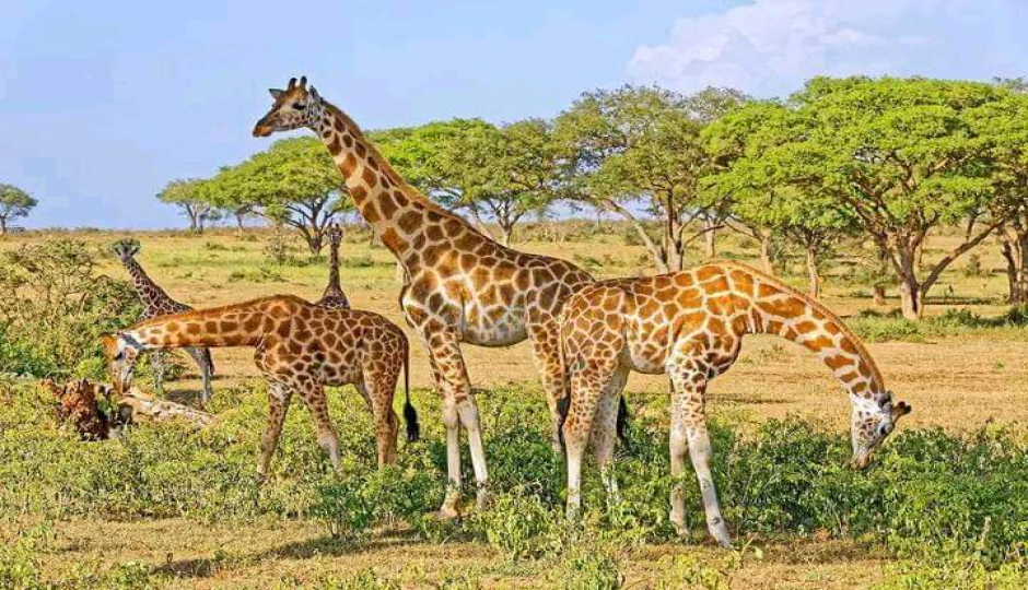 Wild Escape: Samburu & Aberdares Safari Adventure