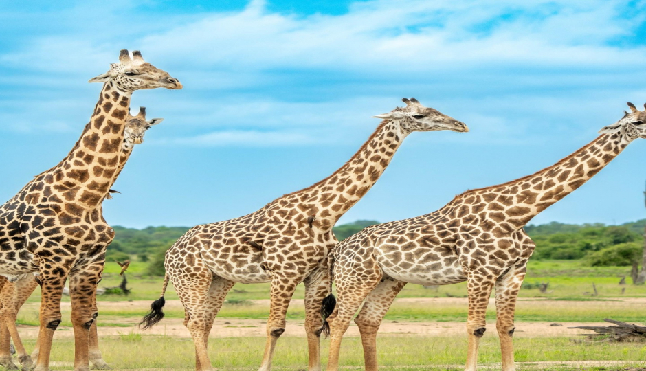 3-Day Wild Elephants Mid-range Iconic Amboseli Kenya Safari Tour