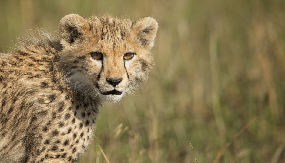 Slides Images for 2 Days Budget Camping Safari Tarangire And Ngorongoro 2026 2027