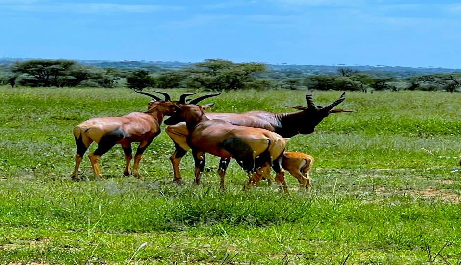 Slides Images for 2 Day Tarangire N.p & Ngorongoro Crater Safari