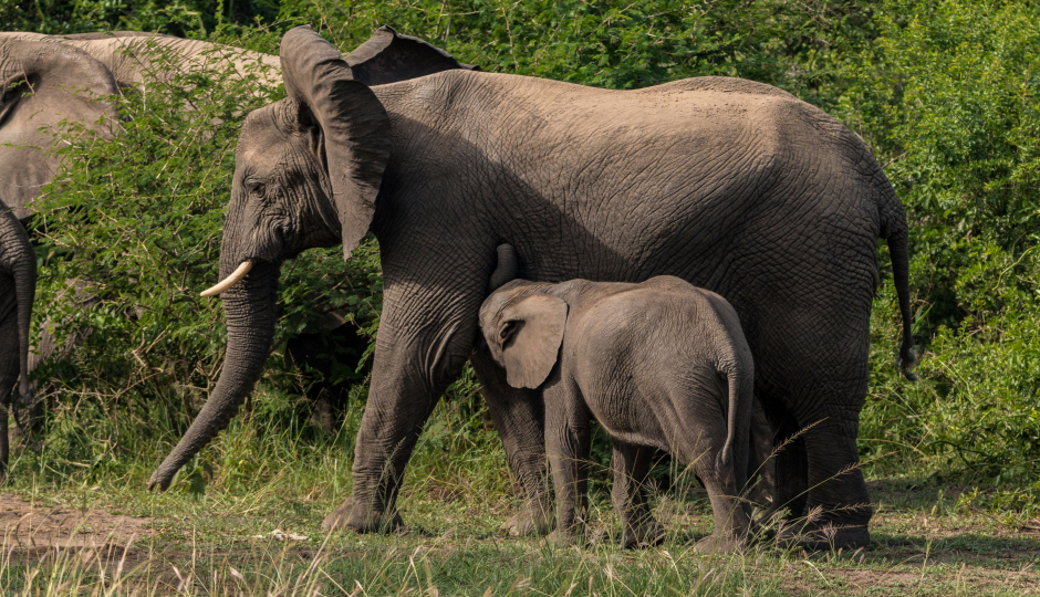 Slides Images for 14 -days Across Uganda Gorila Safari Experience 