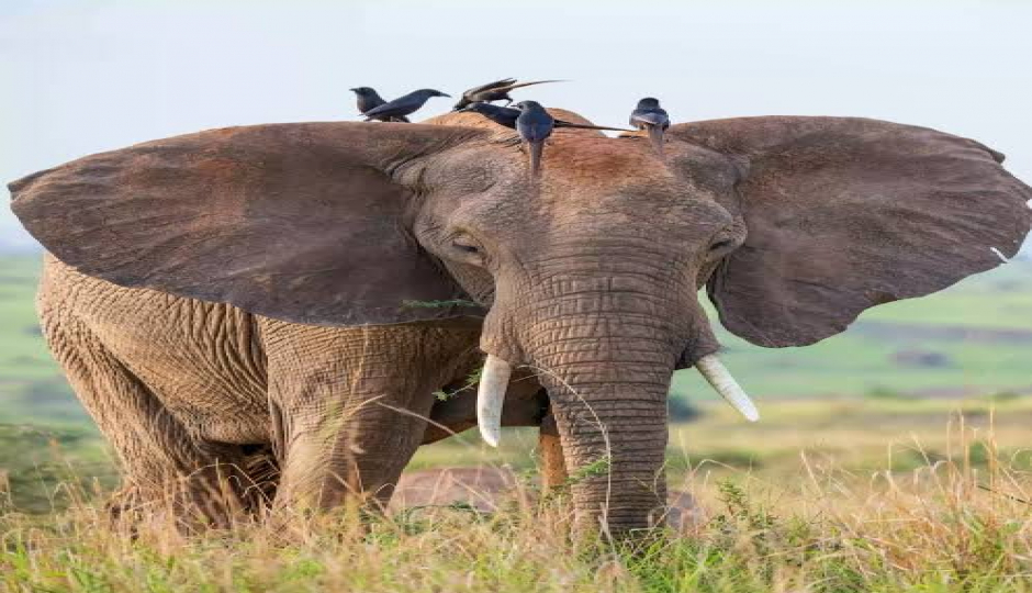 Slides Images for 7 Day Perfect Holiday Safari