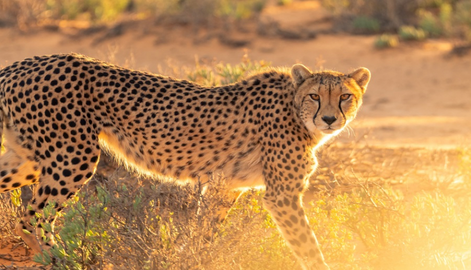 2 Days Tanzania Luxury  Safari 2026-2027