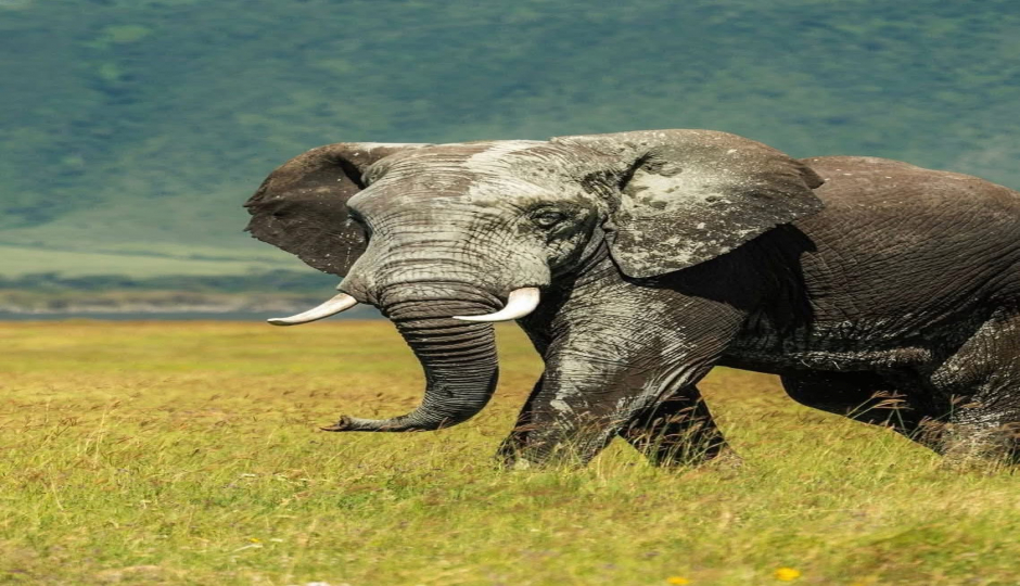 Tanzania Photographic Safari