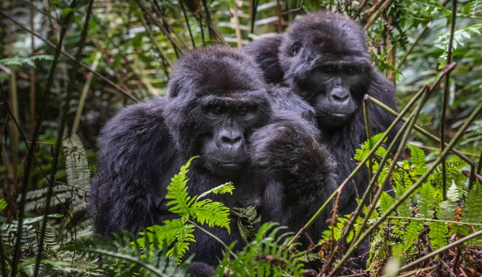 Cover Image - Ml Afrika Safaris And Tours Uganda
