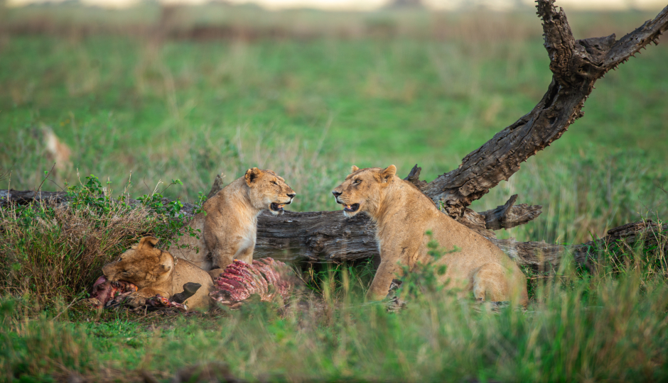 Slides Images for 3 Days Serengeti & Ngorongoro Fly-in Safari From Zanzibar Island