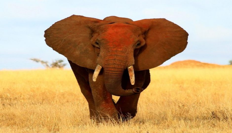 Slides Images for 4–day Tanzania Safari To Tarangire, Serengeti And Ngorongoro Wonders