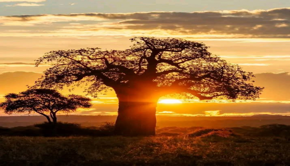 Luxury Safari, Tarangire, Serengeti And Ngorongoro