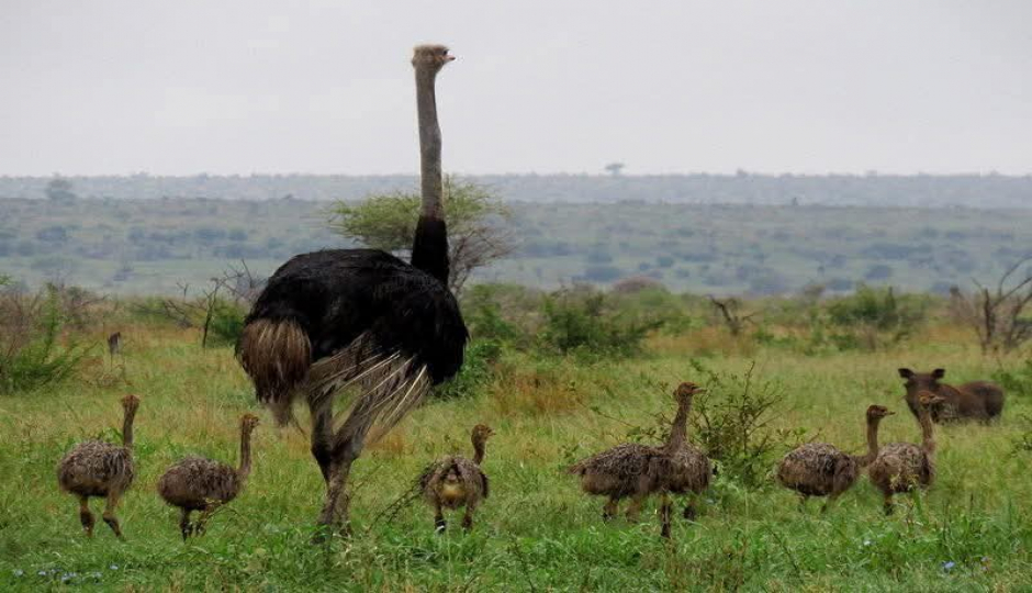 Slides Images for Great Wildebeest Migration Safari In Tanzania