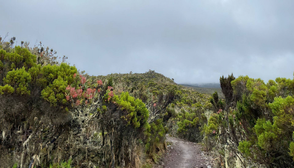 6 Days Climb Kilimanjaro Machame Route