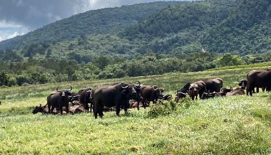 Slides Images for Mid-range Safari, Tarangire, Serengeti, Ngorongoro