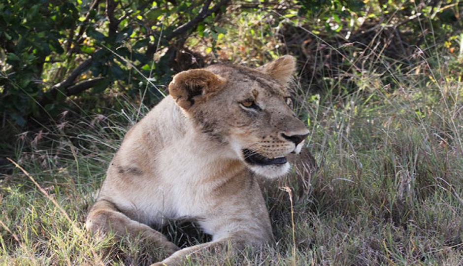 Slides Images for 7-Day Great Shared Safari Journey