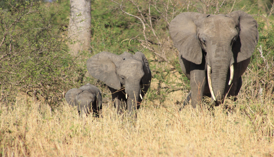 Slides Images for 2-Day Tarangire & Ngorongoro Crater Safari By Rrmamuya