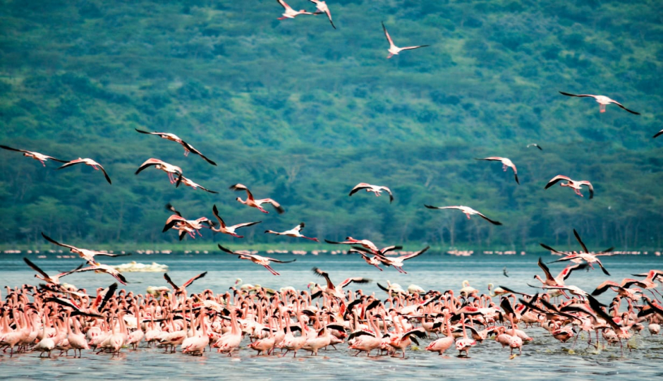 3 Days Lake Nakuru, Naivasha & Hell’s Gate Safari.