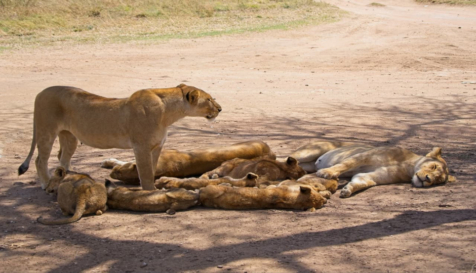 Pounds East Africa Safaris