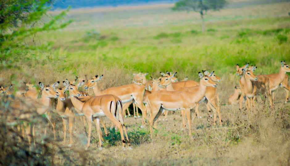 Slides Images for Best 6 Days Safari To Mikumi Np And Ruaha Np