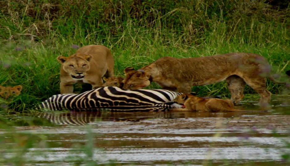 Slides Images for 2-Day Join-in Group Safari From Zanzibar.