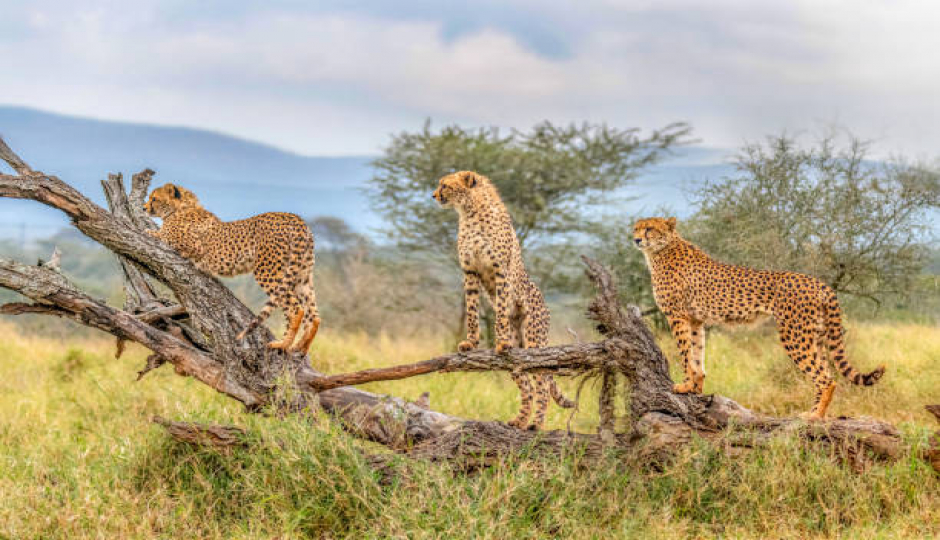 Best 8 Days Serengeti Safari From Arusha
