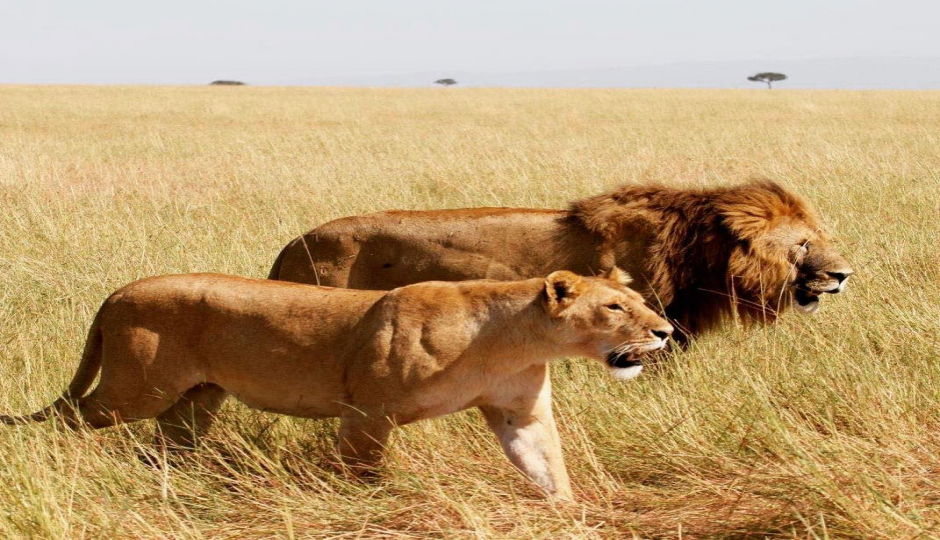 2 Days Tanzania Camping Safari