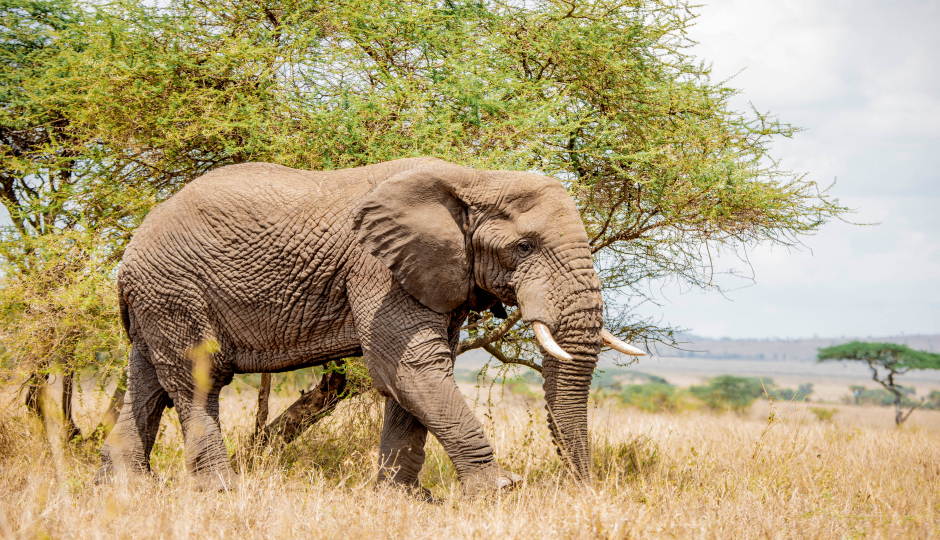  Group Tour Serengeti Ngorongoro Manyara Tarangire