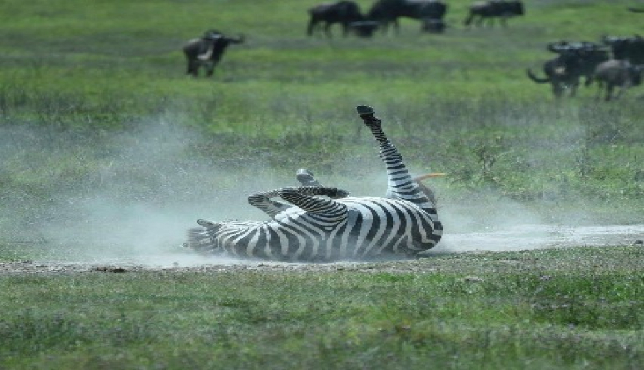 Slides Images for  Private Safari To Northern Tanzania