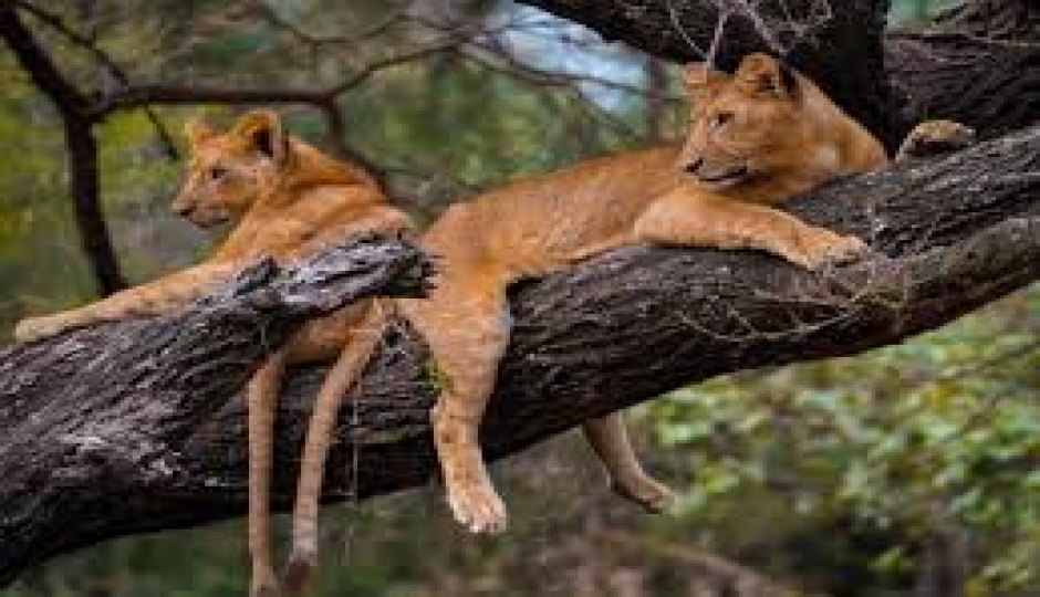 Slides Images for Mount Kilimanjaro, Serengeti & Ngorongoro Adventure