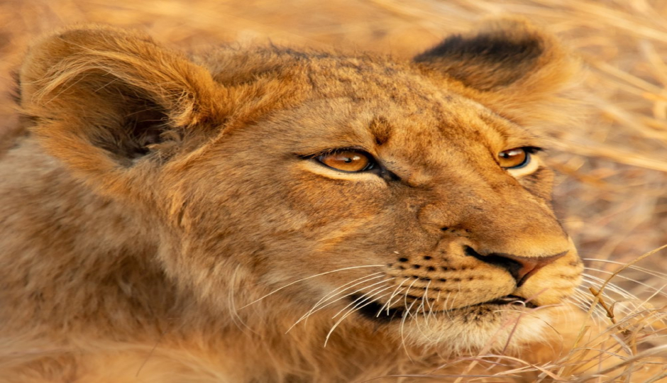 Slides Images for 2 Days Tanzania Camping Safari