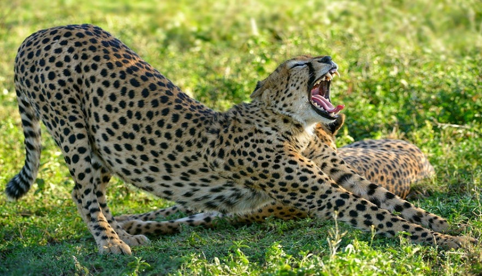 Slides Images for High-end Tanzania Safari