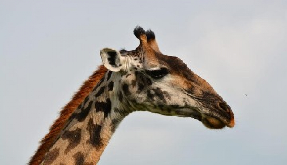Slides Images for Essence Of Tanzania - Luxury