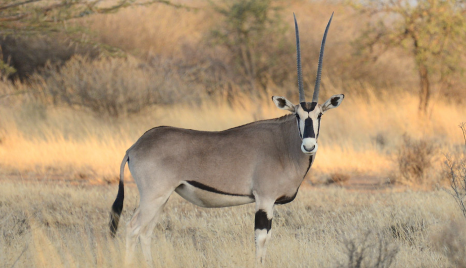 Slides Images for 13 Days Ethiopia Birdwatching Photographer Safari 